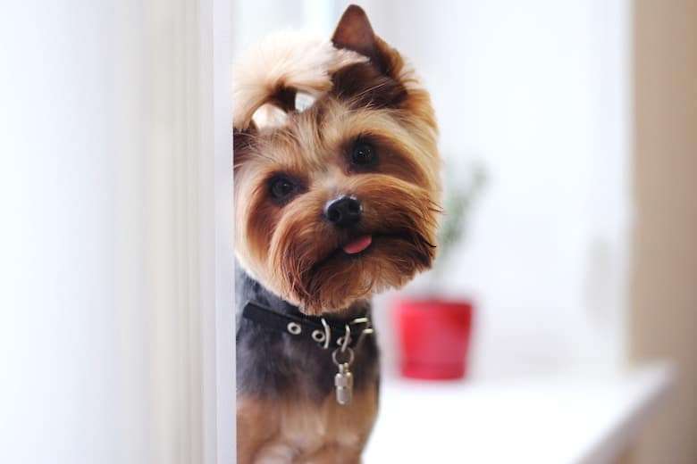 A photo of a Yorkshire Terrier with her hair tied up in a bow