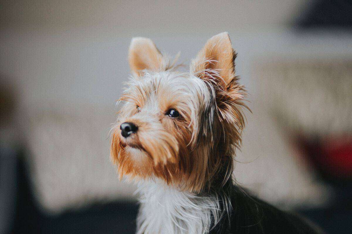 A Yorkie sits by the window