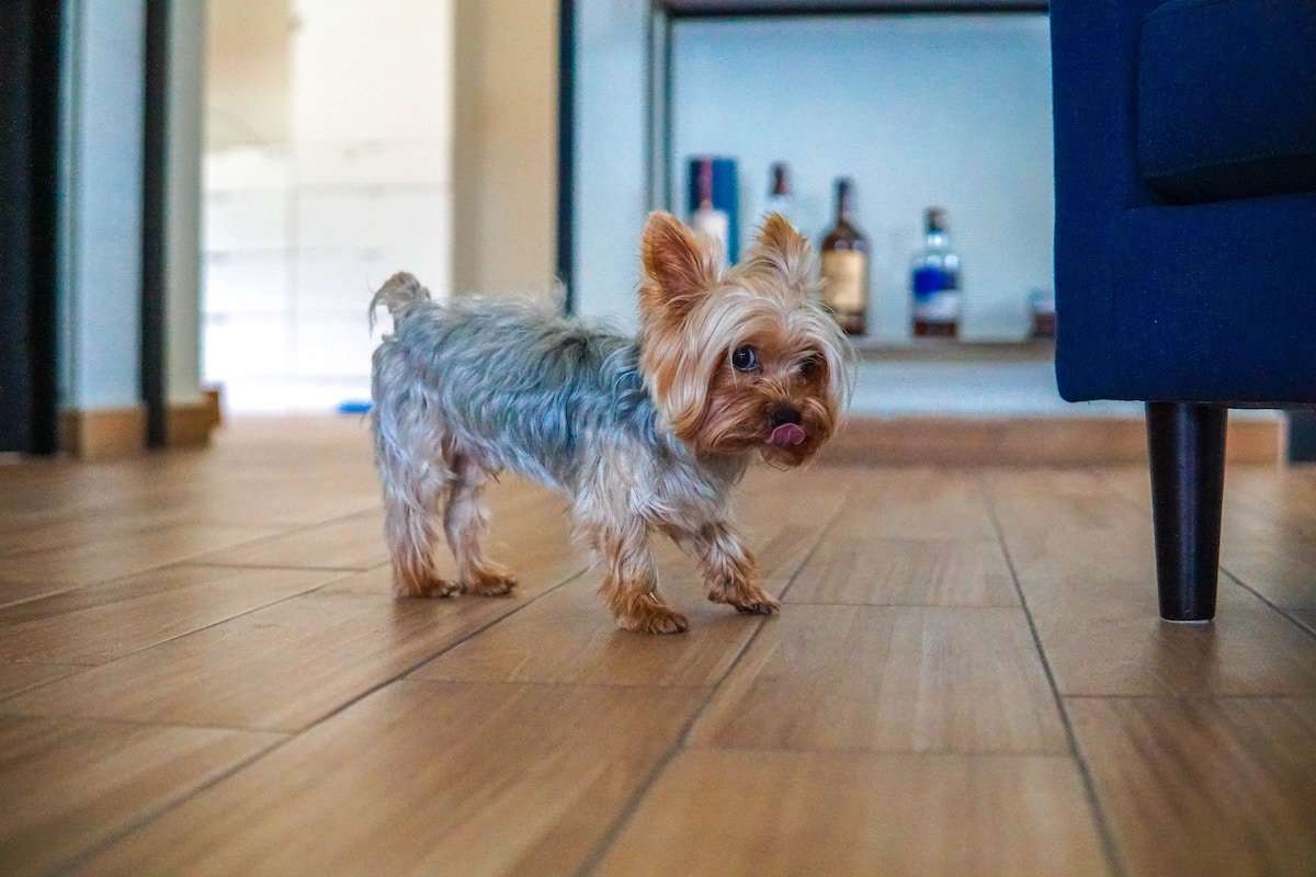 Picture of a Yorkie puppy standing next to the living room sofa