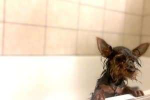 How to bathe a Yorkie: Our Yorkie Max taking a bath