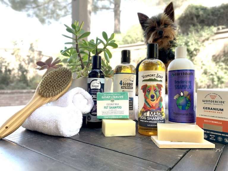 Our dog Max showing off the best shampoo for Yorkies