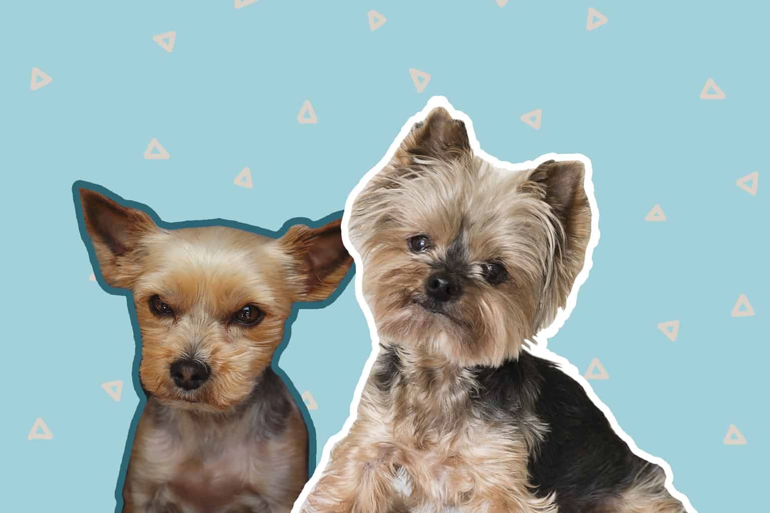 Yorkie haircuts: the best haircuts for active Yorkie puppies