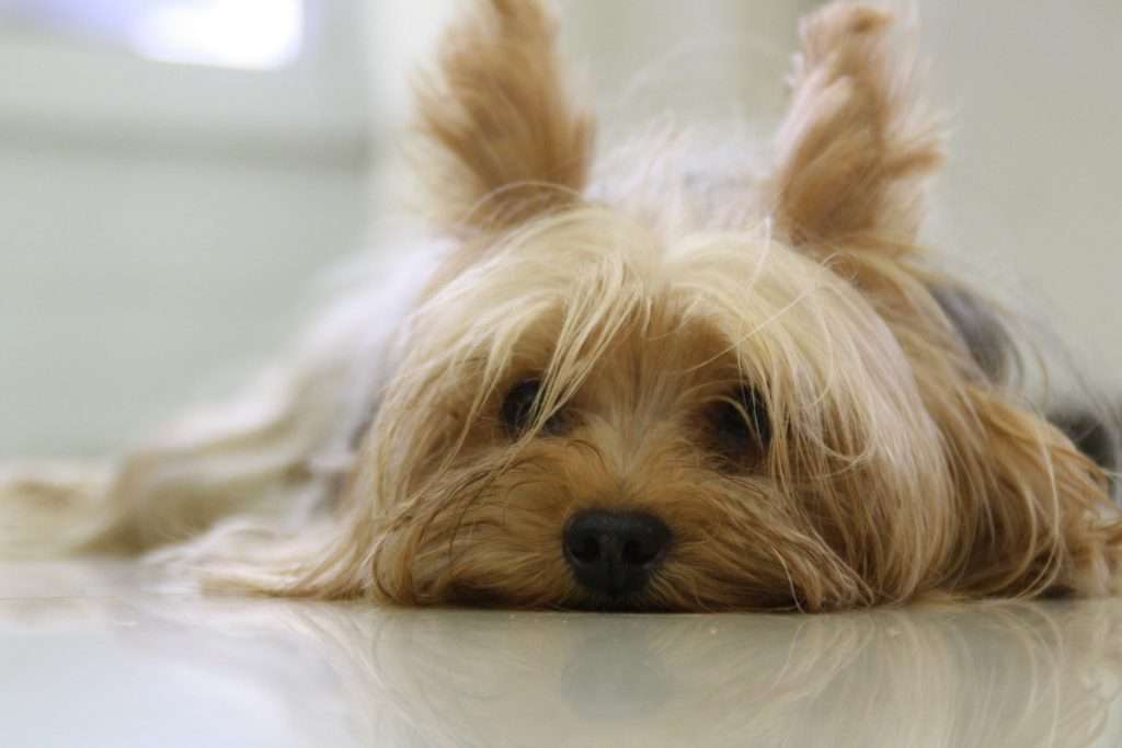 How to Fix Yorkie Dry Skin, Itching, Bumps & Other Conditions