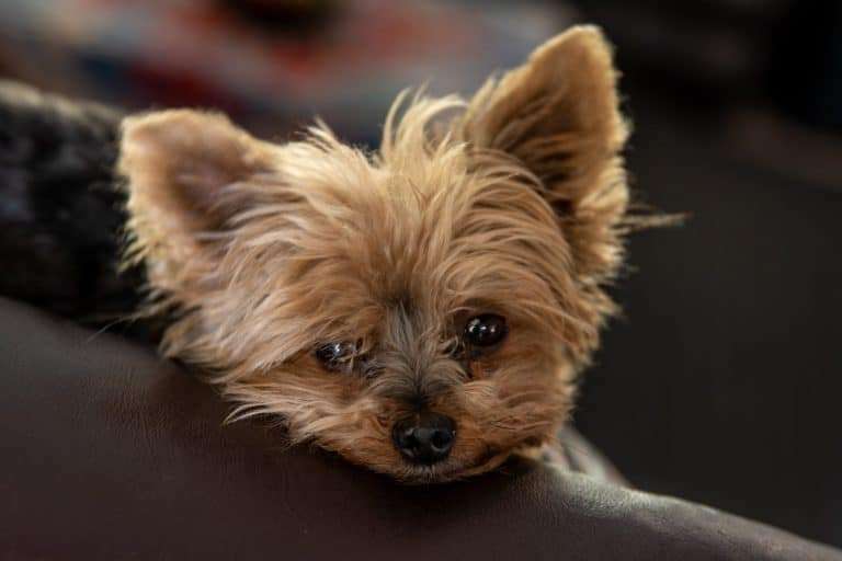 Yorkie Tear Stains: How to Safely Clean Yorkie Eye Discharge