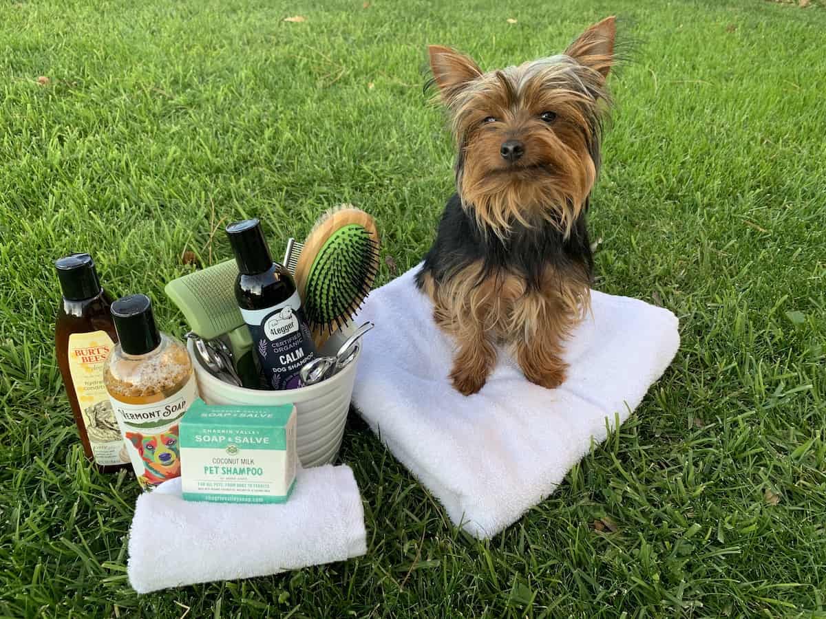 Max standing with his Yorkie grooming tools