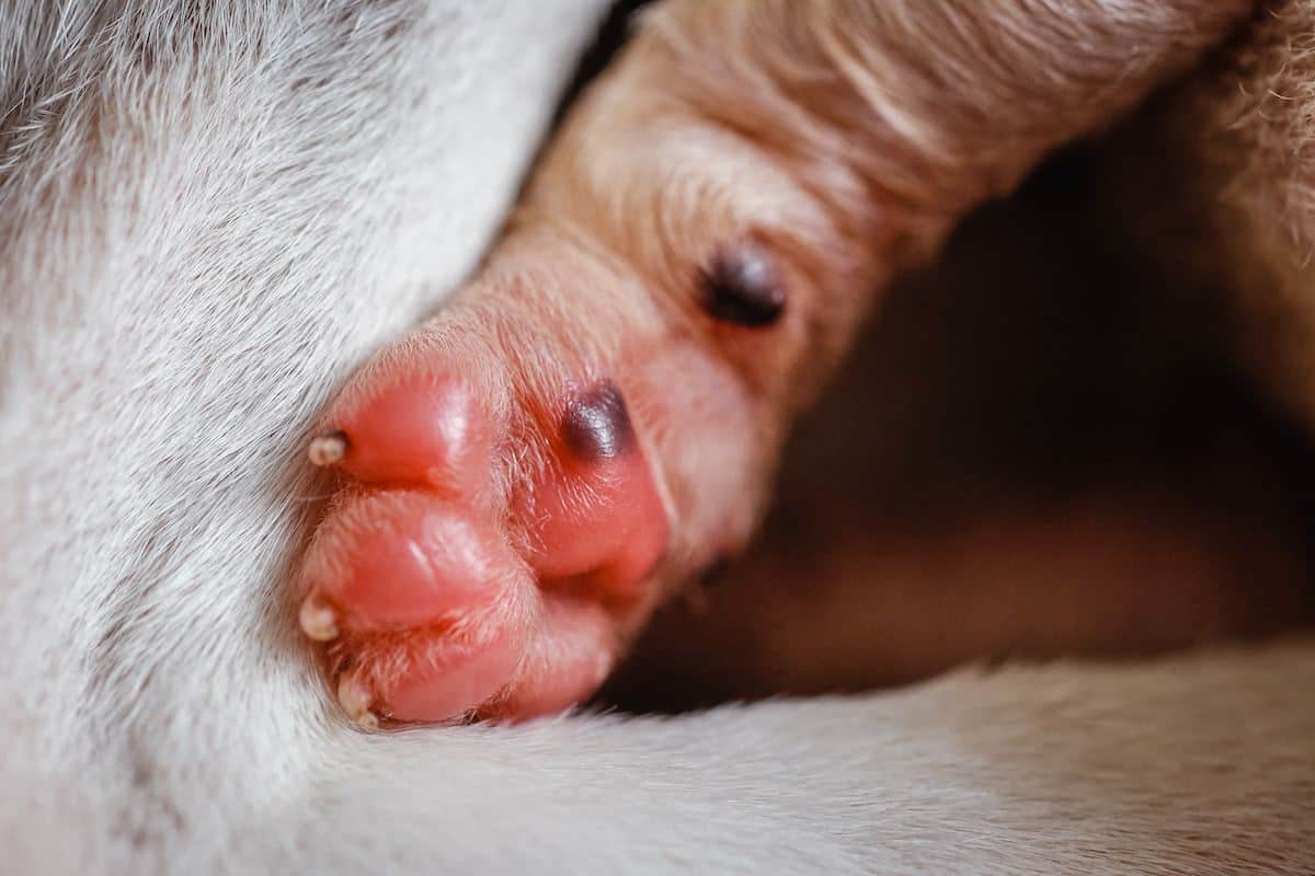 What Is a Healthy dog skin pH level and why does it matter?