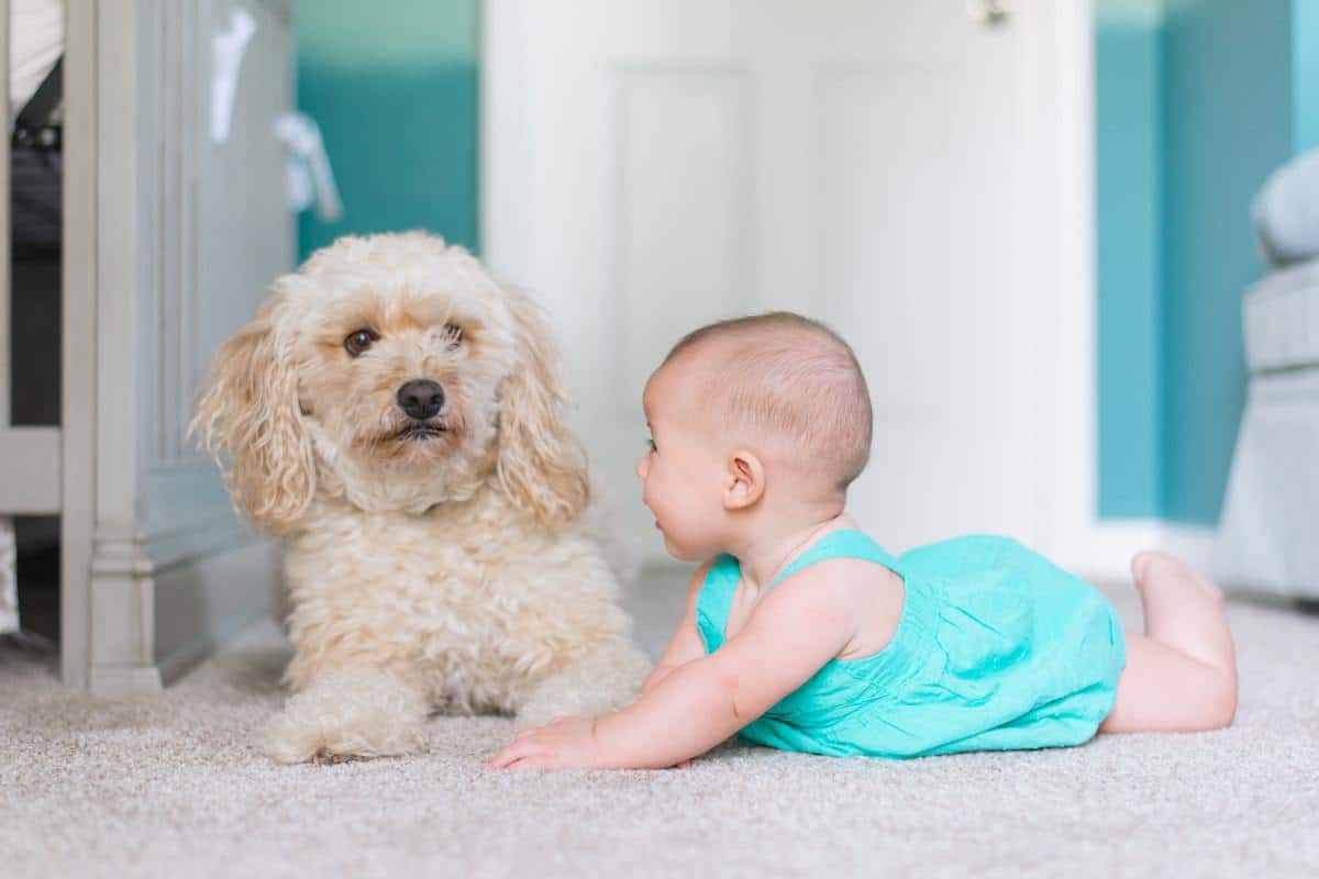 Image of a baby and a dog. Is it safe to use baby wipes on dogs?