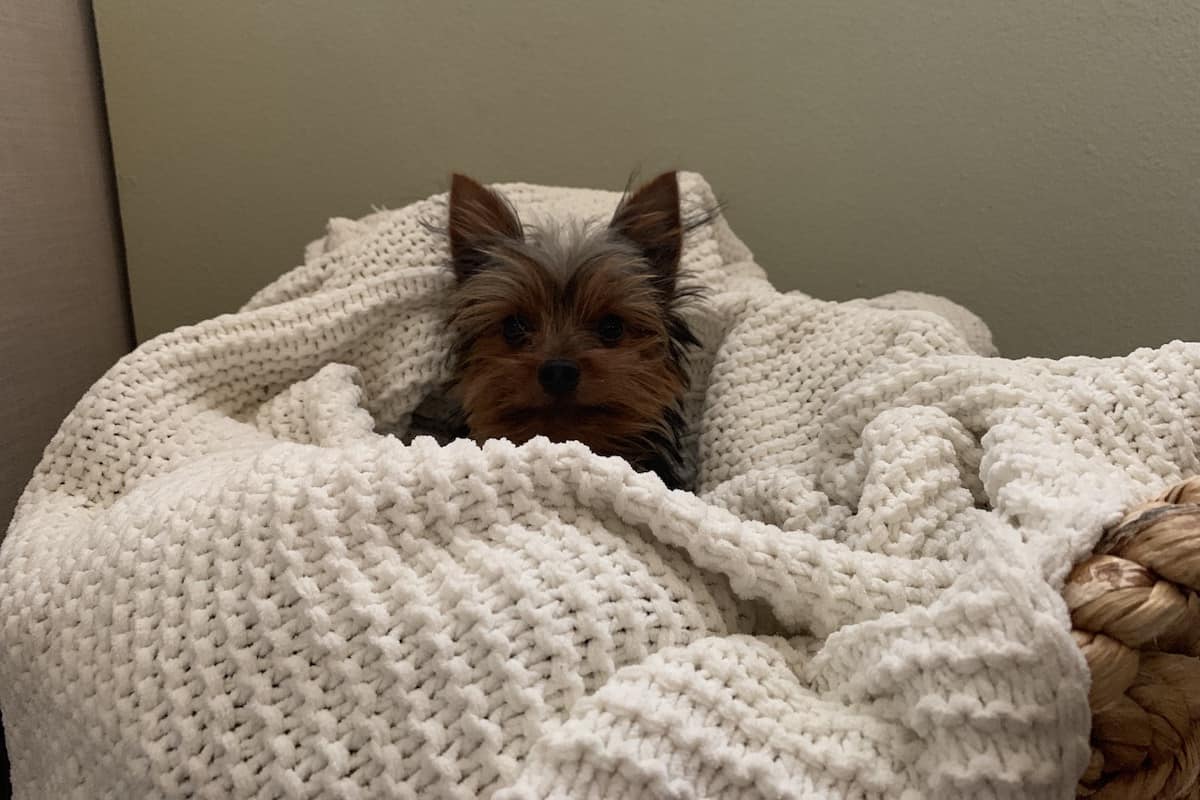A picture of Max the Yorkie recovering from some health issues