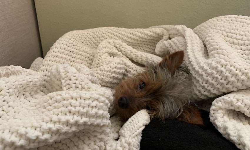Learn how to treat and prevent Yorkie separation anxiety