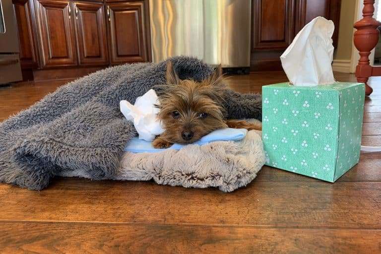 A picture of Max the Yorkie recovering from some allergies