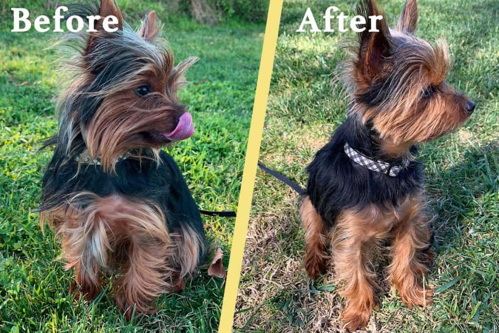 Our Yorkie Max before and after getting a puppy cut