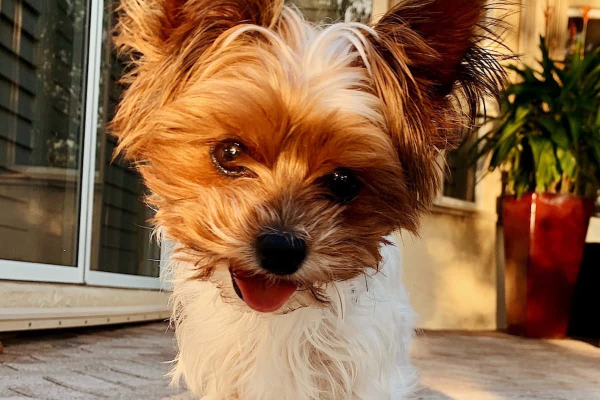 Picture of a white Yorkie