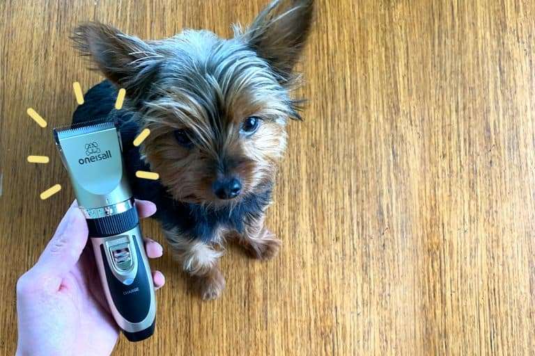Max the Yorkie testing the best dog clippers