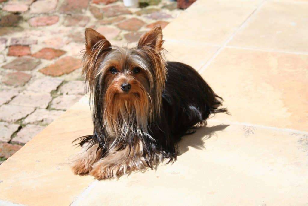 Yorkie colors may include black, tan, blue, and gold