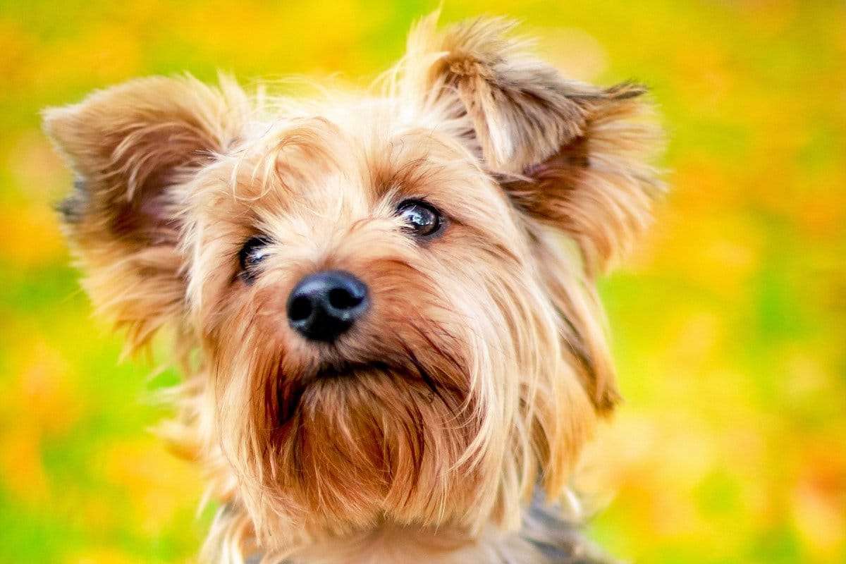A Yorkie with one ear up and one ear down
