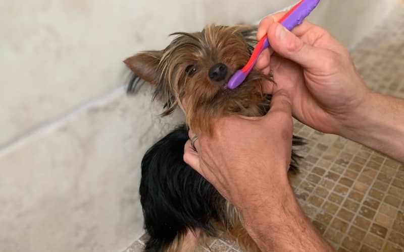 Max the Yorkie getting his teeth brushed. 