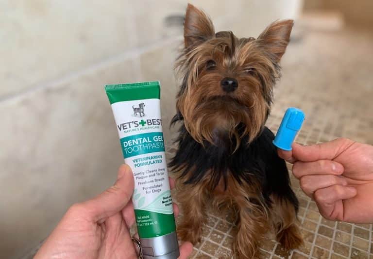 Max the Yorkie likes to keep his teeth clean