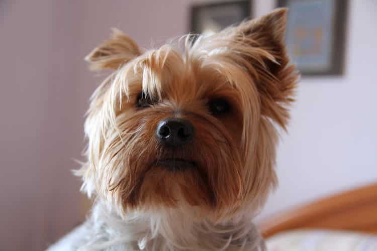 Do Yorkies Shed? Prevent Yorkie Puppy Hair From Falling Out