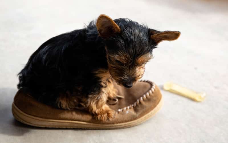 A Yorkie puppy who hasn't been trained where to potty