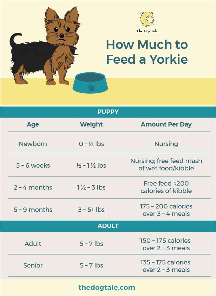 what do 4 week old yorkie puppies eat