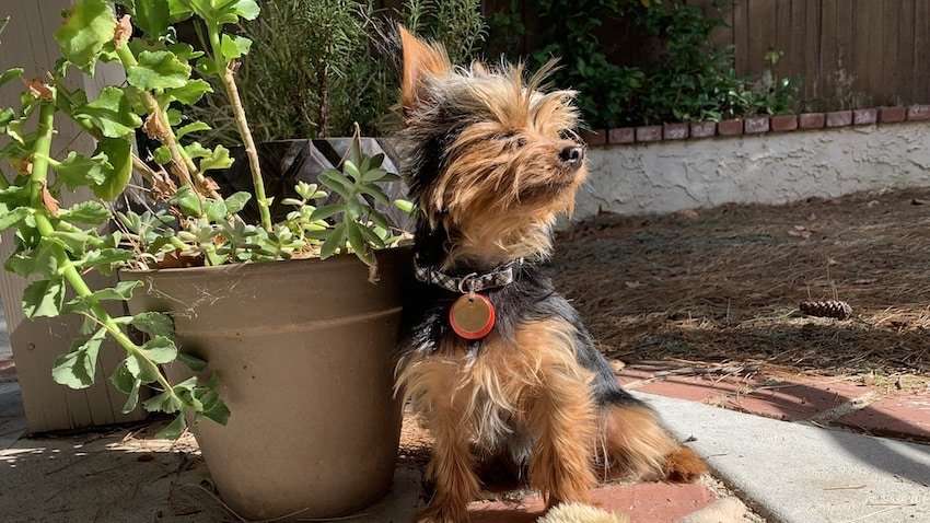 Learn about the best dog collars for Yorkies