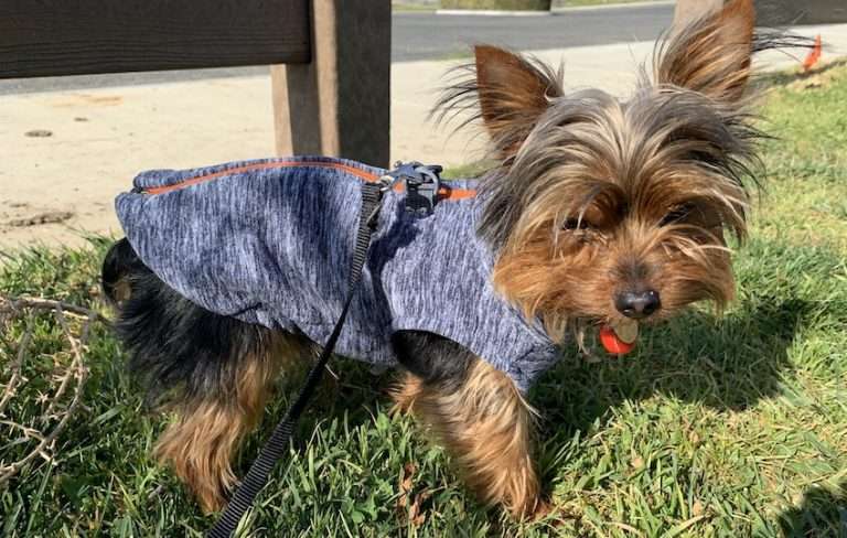 Yorkie wearing a cold-weather dog harness