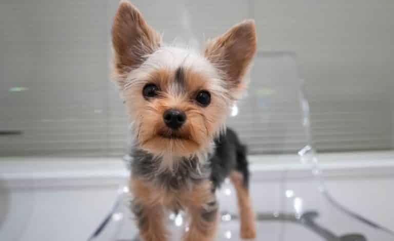 Learn how to take care of a Yorkie puppy