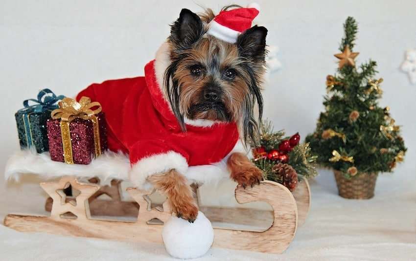 Learn about your favorite Yorkie Stuff & Gifts