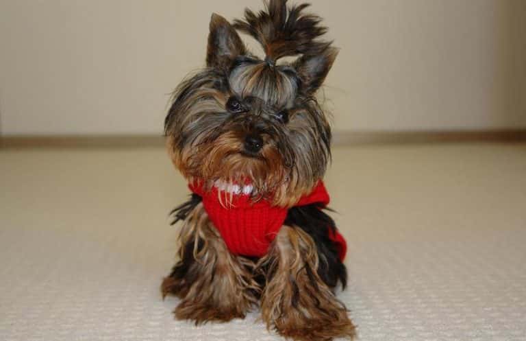 A Yorkie wearing a red sweater and hair bow