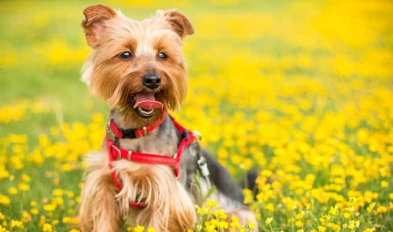 What do you need for a Yorkie Puppy