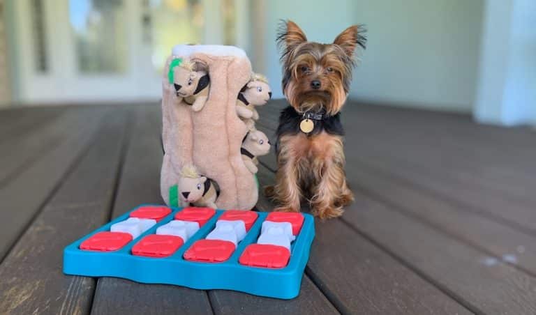 Max the Yorkie with his favorite dog toys