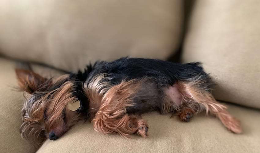Max the Yorkie sleeping on the couch