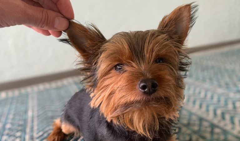 Yorkie Ear Infection