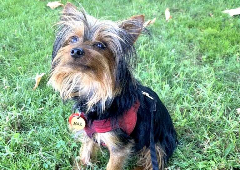 Our Yorkie Named Max