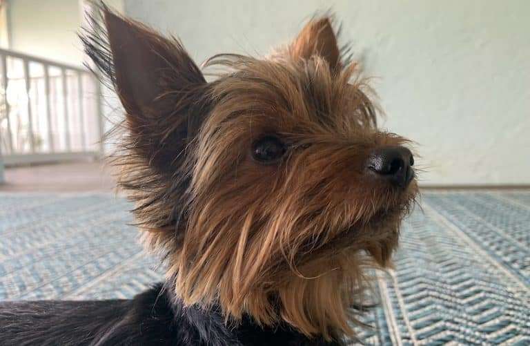 Max the Yorkie getting ready to have his ears cleaned