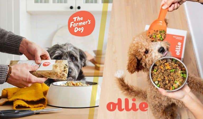 Watch us compare The Farmer's Dog vs Ollie