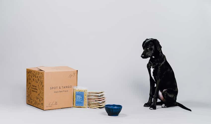 A dog patiently waits for his Spot & Tango dog food
