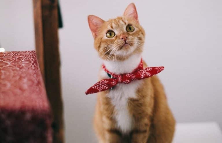 Orange tabby cat wearing a red bandanna. Does the Farmer's Dog make cat food?