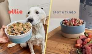 A photo of a dog eating Ollie vs a dog eating Spot and Tango
