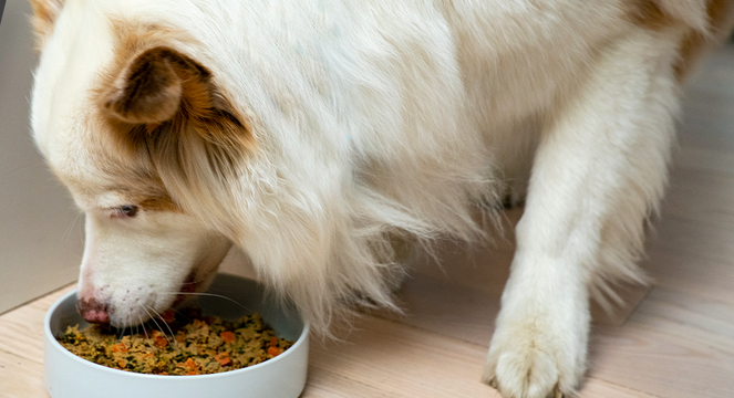 A picture of a dog eating Open Farm Pet Food