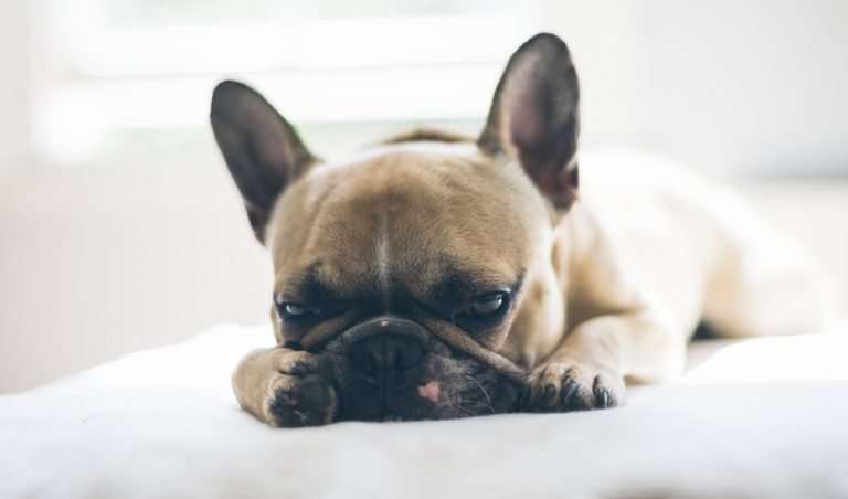 A sick dog because of a Purina dog food recall