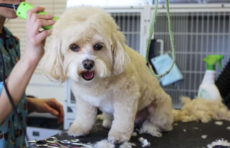 A small white dog getting their hair cut by a pair of green dog clippers