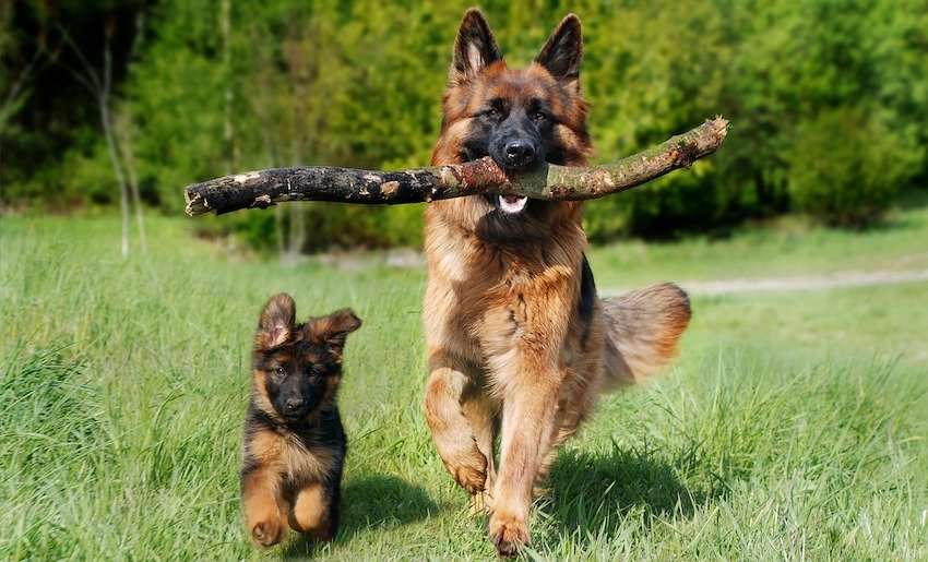 image of a German Shepherd puppy next to an adult dog