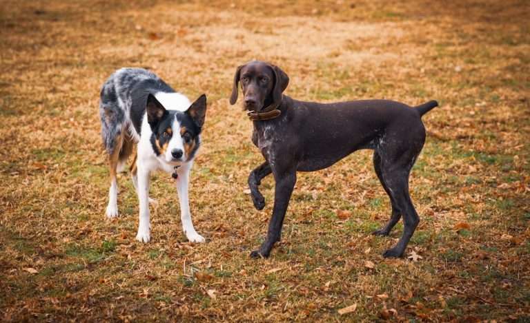 A purebred dog and a mutt standing in a field