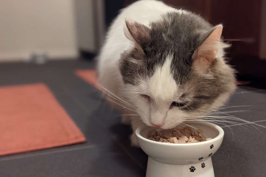 Kepler the cat eating Smalls cat food