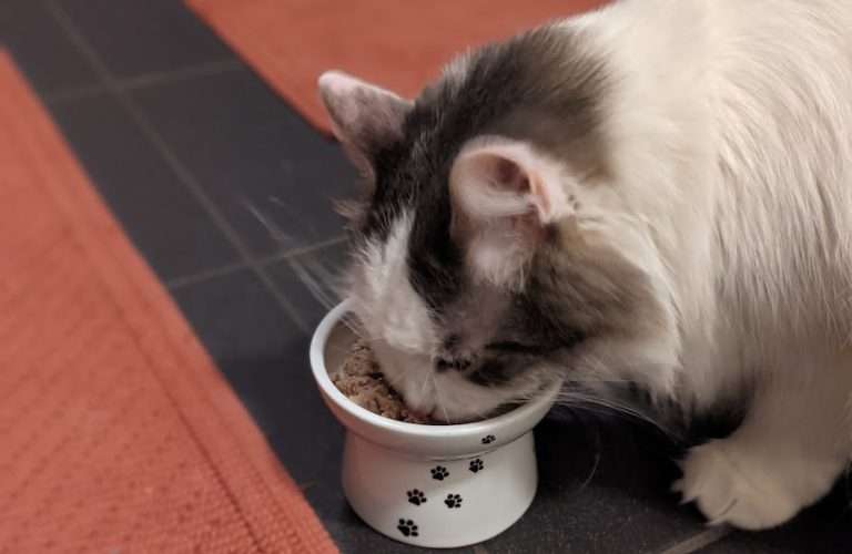 Kepler the cat testing Smalls Cat Food