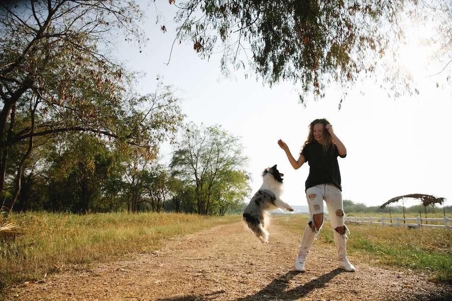 A dog with a Wagmo Wellness Plan jumps in front of its owner in a field