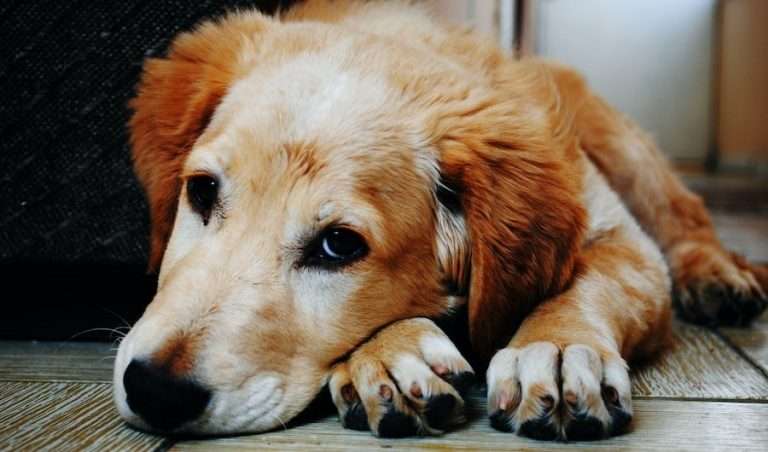 A sick Golden Retriever because of a dog food recall