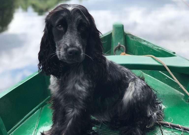 A picture of a black dog on a green boat at risk of eating fish bones