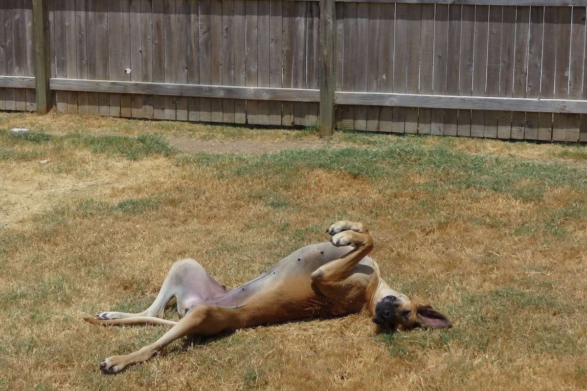 A large dog breed prone to joint pain lays in the yard with his legs up in the air.